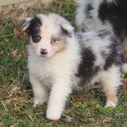 Isla - Blue merle female Australian Shepherd puppy in Mount Sterling, Ohio from Northern Lights Working Dogs