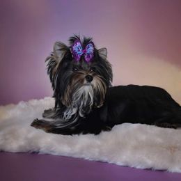 Aloha - Yorkshire Terrier