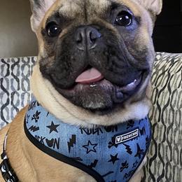 French Bulldogs from Muddy River Frenchies