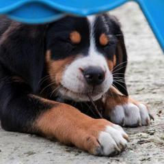 Greater Swiss Mountain Dog and Nederlandse Kooikerhondje Puppies from Blackamber Swissies