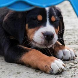 Greater Swiss Mountain Dog and Nederlandse Kooikerhondje Puppies from Blackamber Swissies