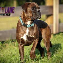 Piper - Boxer