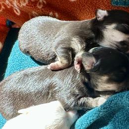 Chihuahua Puppies from Wild Mountain Chihuahuas