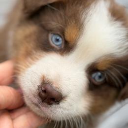 Jasper - Red tri-color male Australian Shepherd puppy in Oakridge, Oregon from Middle Fork Australian Shepherds