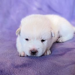 Pomsky Puppies from Valparaiso Pomskys