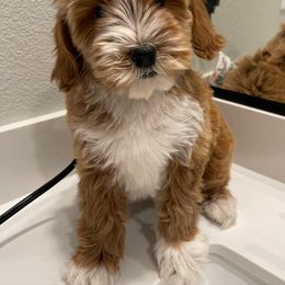 Australian Labradoodle and Goldendoodle Puppies from The Moon Doodles