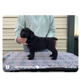 Light Blue Collar - Black female Labrador Retriever puppy in Yelm, Washington from Prince Labradors
