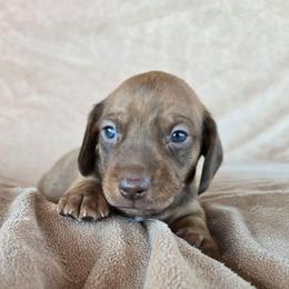 John - Brindle male Dachshund puppy in Signal Mountain, Tennessee from Hot Diggity Doxens