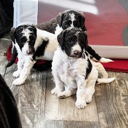 Poodle Puppies from The Poodle Boutique