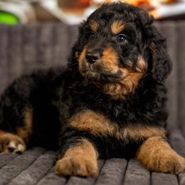 Cupid - Black phantom female Aussiedoodle puppy in Lodi, California from KJ Doodles