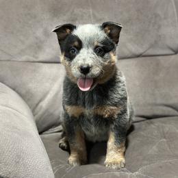 Australian Cattle Dog Puppies from Adcock Ranch Cattle Dogs