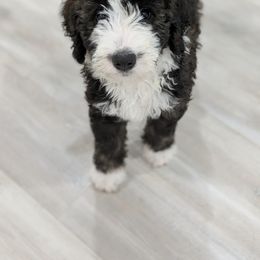 Bernedoodle Puppies from Harpers Ferry Doodles