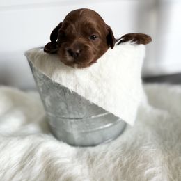 Labradoodle Puppies from Uintah Basin Doodles