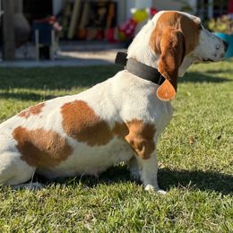 Chloe - Basset Hound