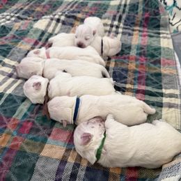 Skye - White female West Highland White Terrier puppy in Central Ohio from Winchester West Highlands