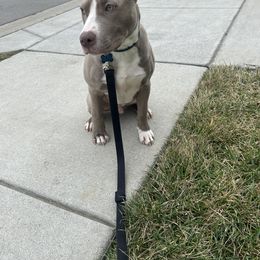 American Pit Bull Terrier Puppies from Mika Tica Kennels