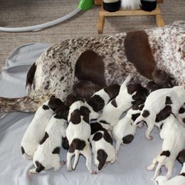 German Shorthaired Pointers from Fur and Feather Kennels