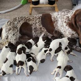 German Shorthaired Pointers from Fur and Feather Kennels