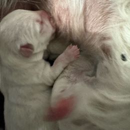 Boy 1 - White West Highland White Terrier puppy in Alabaster, Alabama from Southern Belle Westies