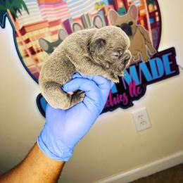 French Bulldog Puppies from Custom Made Frenchies LLC