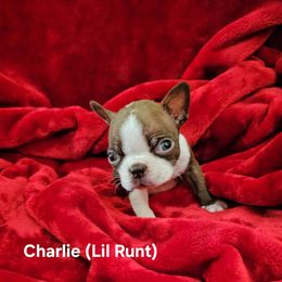 Charlie (Lil Runt) - Seal brindle and white male Boston Terrier puppy in Salina, Kansas from Giles' Boston Babies
