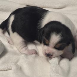 Stella - Black tan and white female Beagle puppy in Peculiar, Missouri from At home