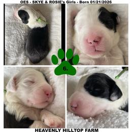 GREEN COLLAR GIRL - Black and white female Old English Sheepdog puppy in Charlo, Montana from Heavenly Hilltop Farm