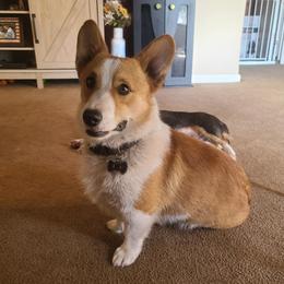 Sparks - Pembroke Welsh Corgi