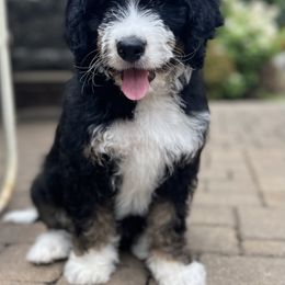 Bernedoodle and Goldendoodle Puppies from Apricot Roots Doodles
