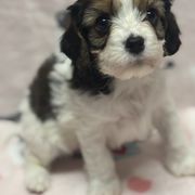 Champ - Cavachon puppy from Lindsey's Waggingtails Cavachons