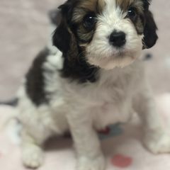Champ - Cavachon puppy from Lindsey's Waggingtails Cavachons