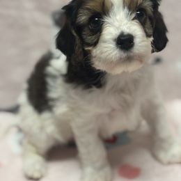 Champ - Cavachon puppy from Lindsey's Waggingtails Cavachons