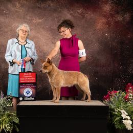 Visenya - Australian Cattle Dog