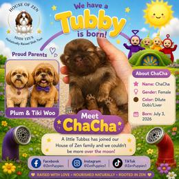 Cha Cha - Liver female Shih Tzu puppy in Mesa, Arizona from House of Zen Shihtzus