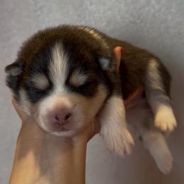 Bobo - Black and white male Pomsky puppy in Mc Minnville, Oregon from West Coast Pomskies