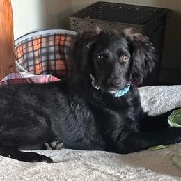 Boy 4 - Black male Goldendoodle puppy in Gig Harbor, Washington from Sandy’s Goldendoodles