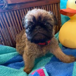 Teddy - Belge male Brussels Griffon puppy in Brooks, Georgia from Brooks Berner Bears & Brussels Griffons