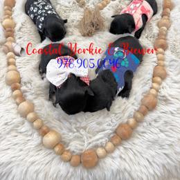 Gucci Boy KB Black - Black and tan male Yorkshire Terrier puppy in North Chelmsford, Massachusetts from Coastal Yorkshire Terrier Yorkies & Biewer Terriers