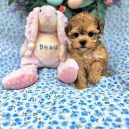 Beau - male Cavapoochon puppy in Bullard, Texas from Cavapoochon Central LLC