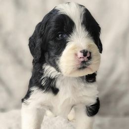 Bernedoodle, Goldendoodle, Poodle, and Sheepadoodle Puppies from Kerr Kanine Ranch