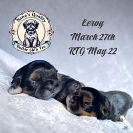 Leroy - Black and tan male Shih Tzu puppy in Sacramento, California from NANA’S  QUALITY SHIH TZU'S