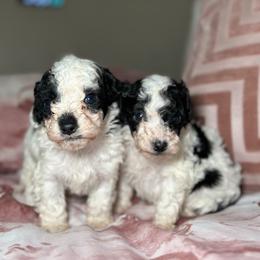 Stitch - Black and white male Cockapoo puppy in Griffin, Georgia from Rawls Lovely Little Tots