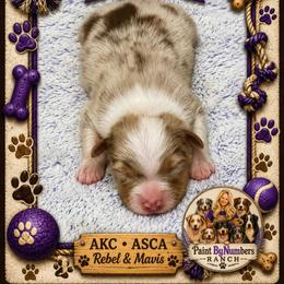 Auggie - Red merle male Australian Shepherd puppy in Magee, Mississippi from Paint ByNumbers Ranch