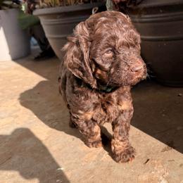 Dustin - Chocolate male Goldendoodle puppy in Eureka, California from North Coast Doodles