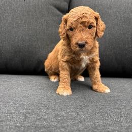 Stripes - Red  female Goldendoodle puppy in Gower, Missouri from Hillside Paws