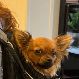 Chihuahua and Poodle Puppies from Garrett’s Chihuahuas and Poodles