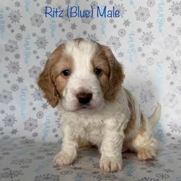 Ritz - Parti male Goldendoodle puppy in De Pere, Wisconsin from Kinzor Kennels
