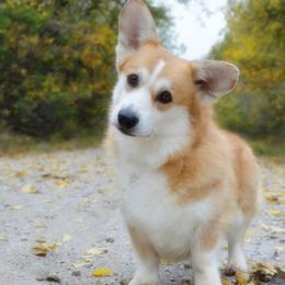 Clifford - Pembroke Welsh Corgi