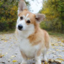 Clifford - Pembroke Welsh Corgi
