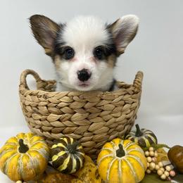 Skye - Black and tan female Pembroke Welsh Corgi puppy in Waco, Texas from The Comma Corgis
